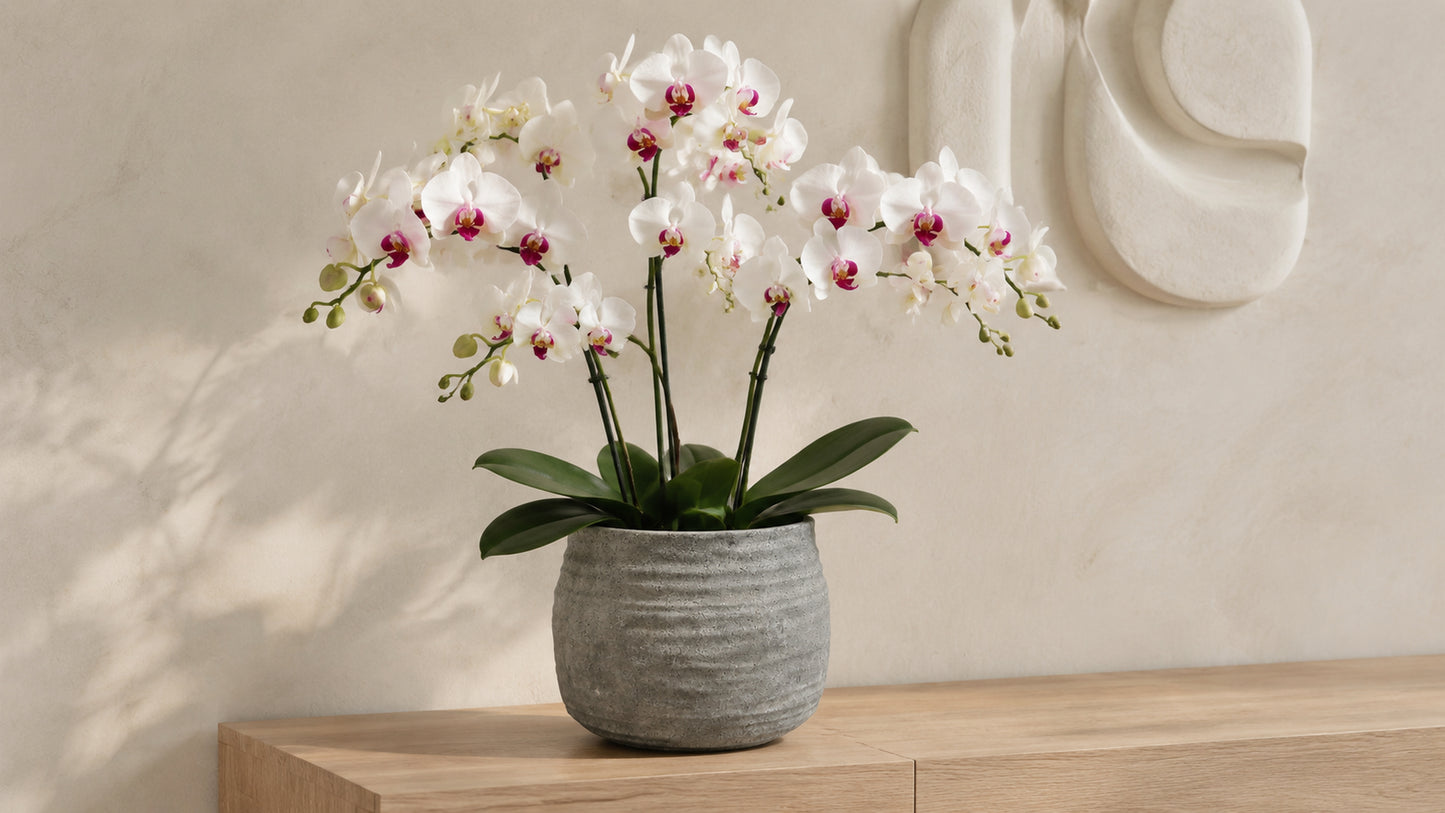 Larysa Ribbed Cement Planter
