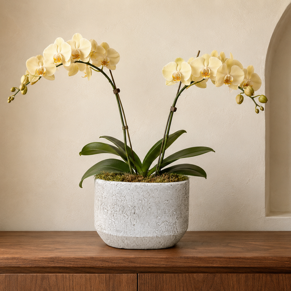 Cordelia Modern Cement Cylinder Planter