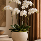 Brielle Globe Ceramic Vase