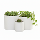 Three white planters with succulents, a cactus, and a trailing plant on a white background