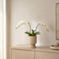 Oksana Ribbed Stoneware Vase with Tapered Pedestal Base