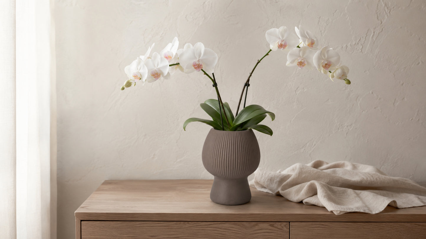 Zoryana Sculpted Stoneware Pot with Pedestal Base