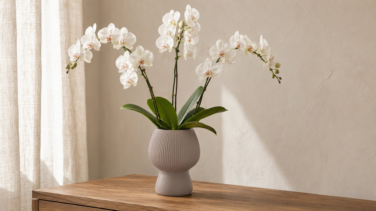 Zoryana Sculpted Stoneware Pot with Pedestal Base