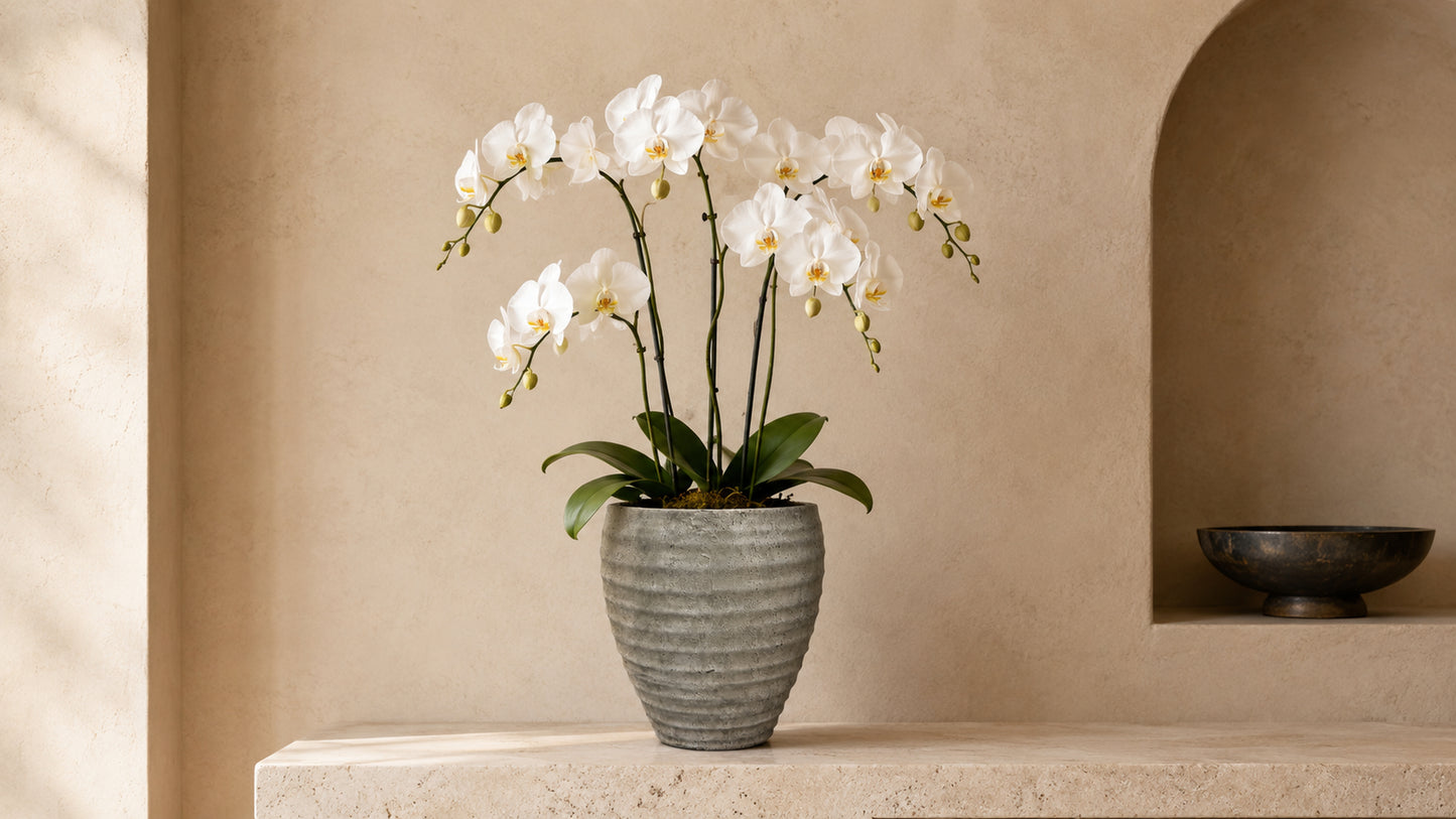 Zane Ribbed Cement Planter