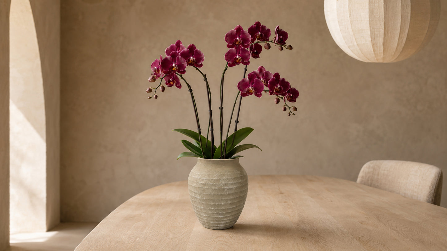 Kira Ribbed Amphora-Style Cement Planter