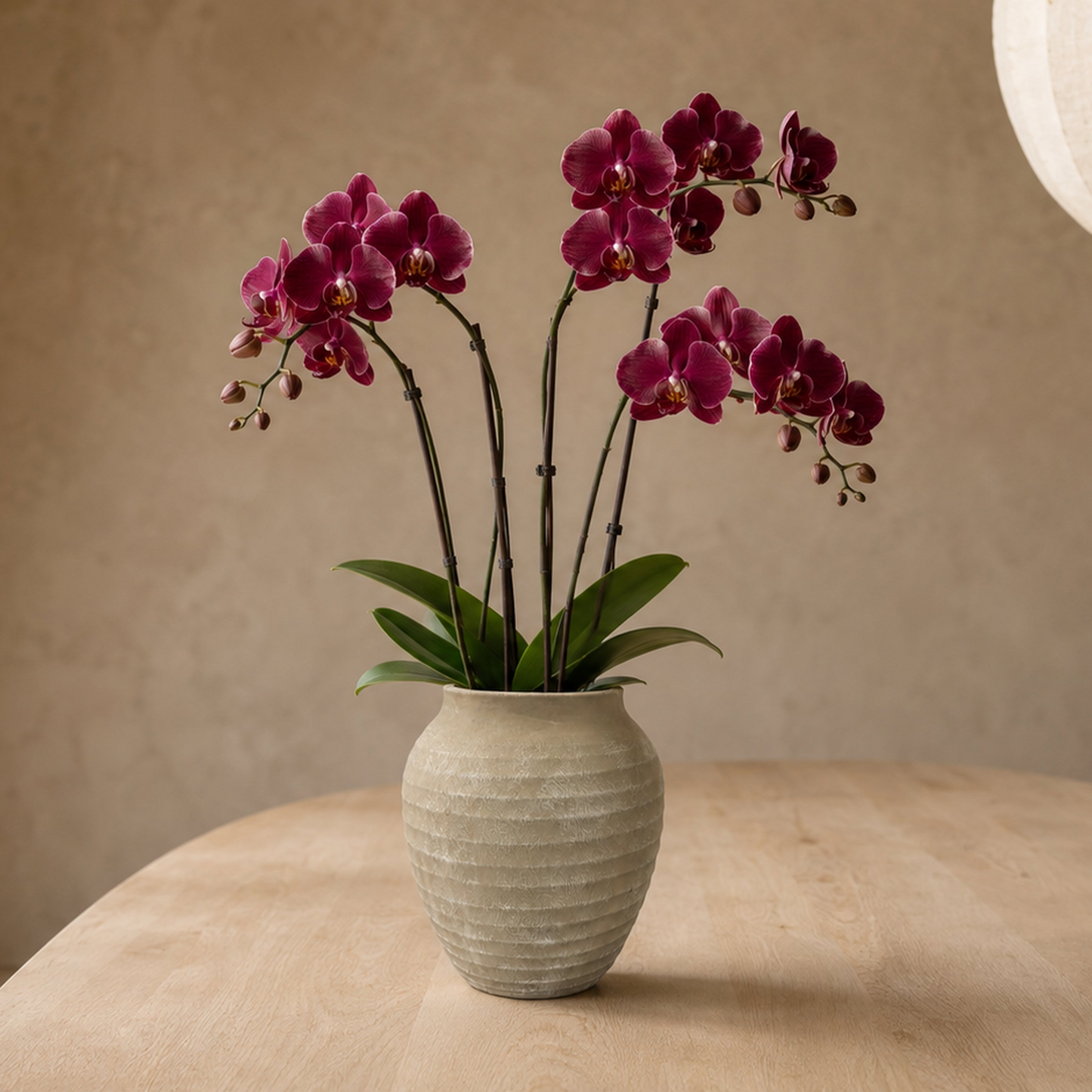 Kira Ribbed Amphora-Style Cement Planter