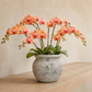 Kamilia Rustic Bell-Shaped Cement Planter
