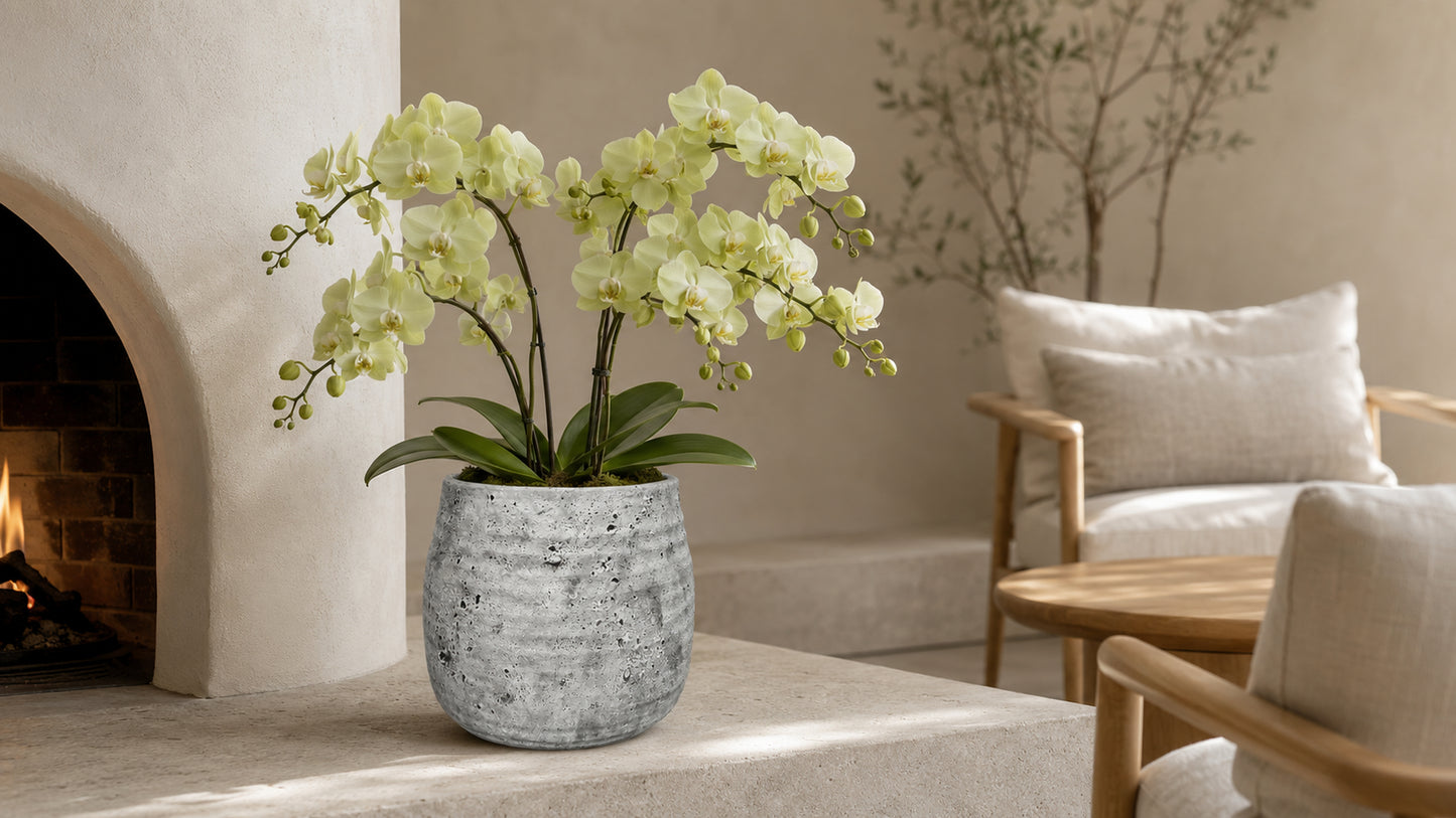 Larysa Ribbed Cement Planter