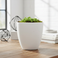 A small green succulent plant in a white ceramic pot with a subtle crack, set on a wooden table in a bright, modern room with decorative geometric wireframes and books in the background.