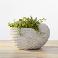 Willa Shell Planter