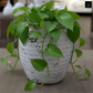 Kira Ribbed Amphora-Style Cement Planter