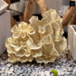Norelle Resin Coral Decor