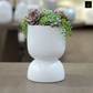Feya Sculpted Stoneware Pot with Pedestal Base