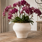 A vibrant magenta potted Phalaenopsis orchid plant in a ribbed white ceramic pot, displayed on a rustic wooden dining table in a beautifully decorated home interior.