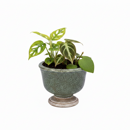 Sereia Pedestal Ceramic Planter with Layered Glaze