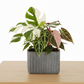 Lilijana Cement Tall Rectangle Pot