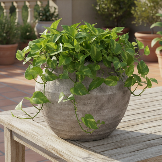 Della Rustic Jar-Style Cement Planter
