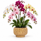 A potted artificial orchid arrangement featuring white, pink, yellow, and magenta flowers with green leaves, presented in a textured gold pot against a solid white background.