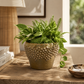 Carm Raised Bump Ceramic Pot