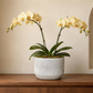 Cordelia Modern Cement Cylinder Planter