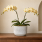 Cordelia Modern Cement Cylinder Planter