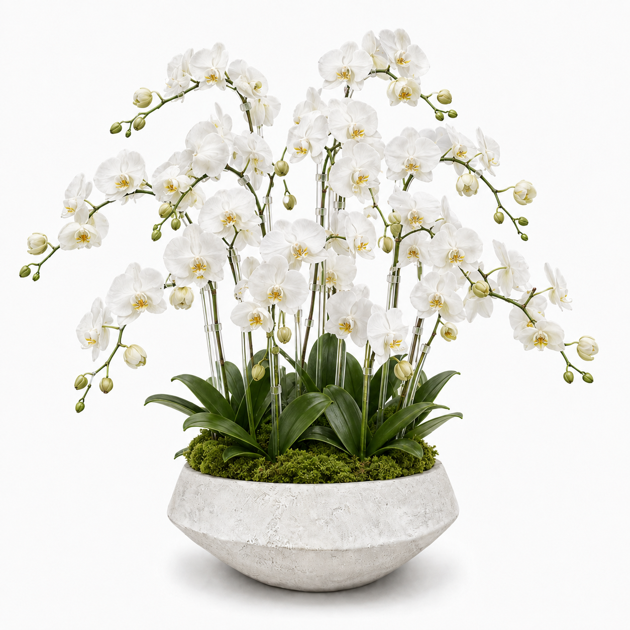 A white Phalaenopsis orchid arrangement with multiple stems of white flowers and green leaves, displayed in a textured light gray ceramic pot filled with green moss, on a plain white background.