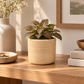 Romi Minimalist Cylindrical Ceramic Planter