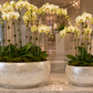 Hazen Capri Shell Round Planter Set (Set of 2)