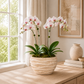A potted double orchid plant with pale pink and white flowers and green leaves, set in a textured beige ceramic pot on a wooden table in a bright, modern room.
